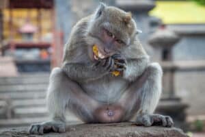 Bali-Algemeen_018